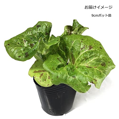 Amazon | レタス Joker 9cmポット苗 リーフレタス | 野菜