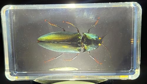 Image of 2.9 inch Real Snapping Jewel Beetle in Crystal Clear Lucite Resin Specimen Preserved Insect Taxidermy Collection for Biology Science Education & Desk Ornament Display Supplies Decor Paperweight