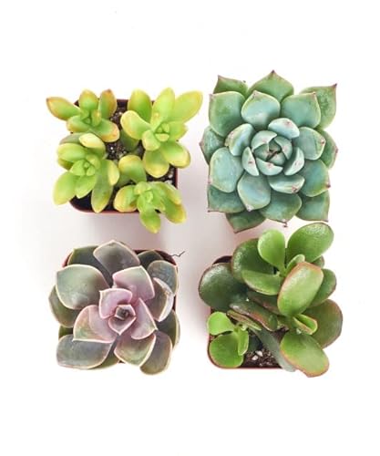 Pack de 4 Unidades de Mini Suculentas Naturales Plantas Para Principiantes