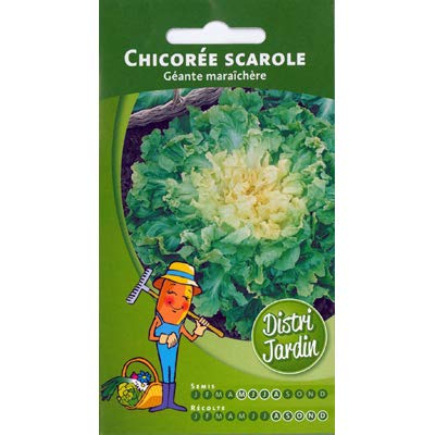 Chicorée scarole Géante maraîchère
