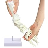 【弊社独自の特殊素材でビヨーンと伸びる！！】【医療用精巧モデル・本物の足の動きを体感せよ。全骨が自由に】 右足骨模型 【作業療法士監修】 人体模型 足関節 骨格標本 特殊ゴム使用で自然な動き 医療現場対応（全ての骨が自由に動く伸縮稼働 台座付き）