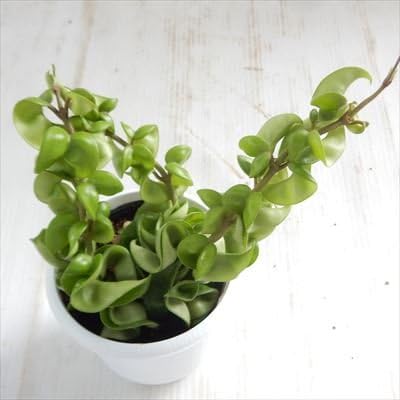 Amazon ホヤ カルノーサ コンパクタ 観葉植物 3 5号鉢 観葉植物 オンライン通販