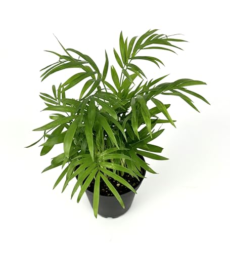 Chamaedorea Elegans Parlor Palm, Neanthe Bella Palm in 4" Pot