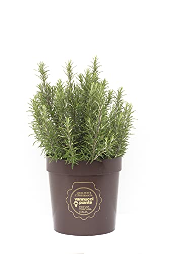 Rosmarinus officinalis, Rosmarino, Pianta vera in vaso Vannucci Piante, Pianta da terrazzo (cod. 22) (1x)