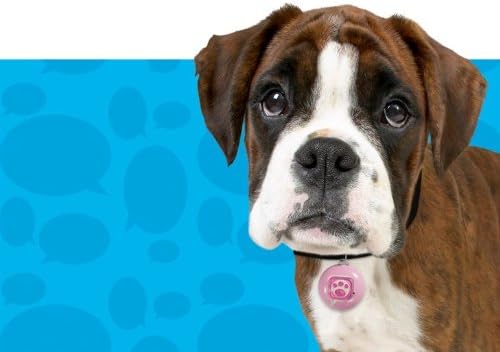 Boxer dog wearing the pink Puppy Tweets tag on its collar