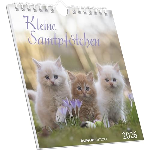 Kleine Samtpfötchen 2026 - Postkartenkalender 16x17 cm - Katzen - zum Aufstellen oder Aufhängen - Monatskalendarium - Gadget - Mitbringsel - Alpha Edition Kleine Samtpfötchen 2026 - Postkartenkalender 16x17 cm - Katzen - zum Aufstellen oder Aufhängen - Monatskalendarium - Gadget - Mitbringsel - Alpha Edition