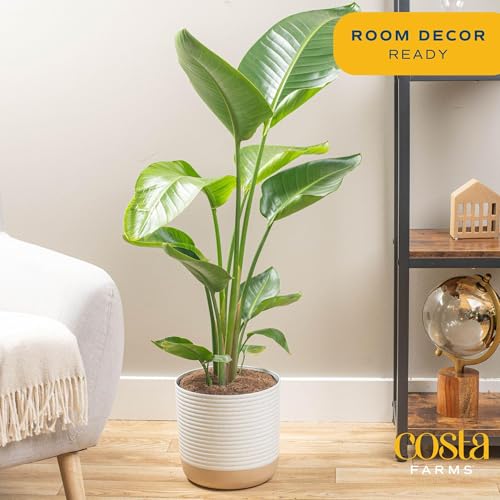 Costa Farms White Bird of Paradise Live Plants, Pack of 2 | Large Indoor Houseplants in 10-Inch Plant Pots | 3-4 Feet Tall | Home, Office, or Room Decor | Birthday, Housewarming Gift