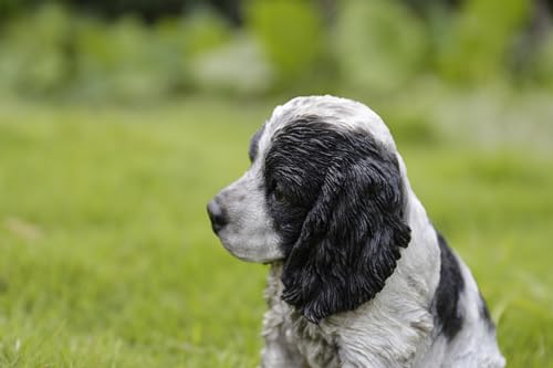 Estatua de Cocker Spaniel Blanco y Negro miniatura 7