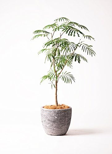 Amazon Hitohana ひとはな エバーフレッシュ8号ボサ造り アビスソニアミドル灰 観葉植物 オンライン通販