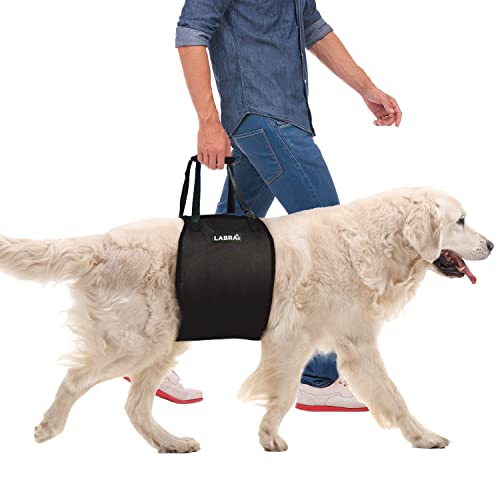 5 Best Dog Lift Harnesses and Slings for MobilityImpaired Canines
