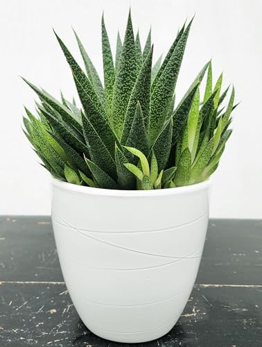 POWERS TO FLOWERS - CACTUS ECHEVERIA GASTERIA TIGA IN VASO CERAMICA BIANCA, 15CM DIAMETRO, pianta vera