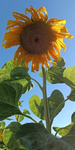 50 SEMI GIRASOLE GIGANTE semi freschi