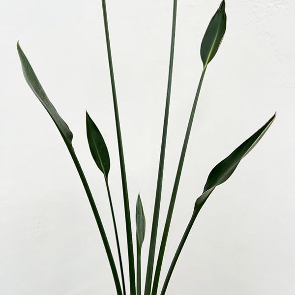 Amazon｜ストレリチア：ユンケア（ノンリーフ) 10.5cmロングポット1本