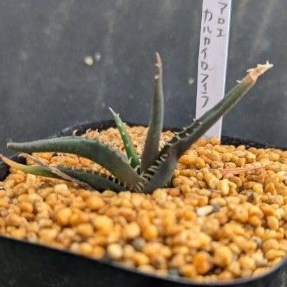 AV[Y AG J tBin킯̂X