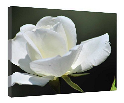 Toile Rose Blanche encadrée bois tableau mural fleurs décoration 40x50