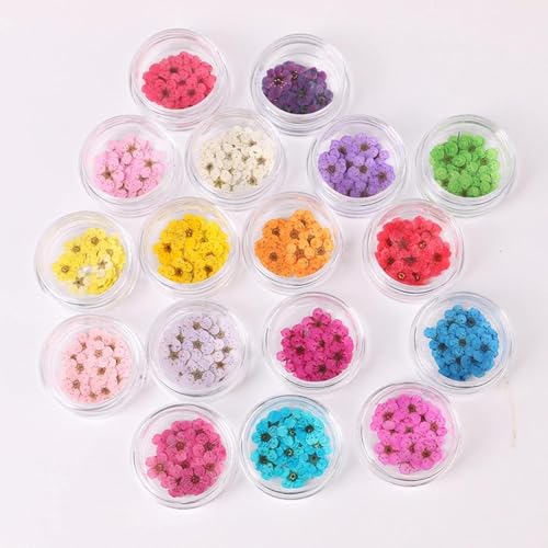 100 piezas de flores secas de narciso prensadas para arte en uñas miniatura 2