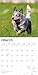 Blue Heelers | 2026 12 x 24 Inch (Hanging) Monthly Square Wall Calendar | Plastic-Free | BrownTrout | Animals Dog Breeds