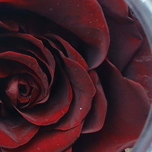 Preserved Real Roses with Colorful Mood Light Wishing Bottle,Eternal Rose，Never Withered Flowers,for Bedroom Party Table Decor, Anniversary,Valentine's,Mother's Day,a Gifts for Women (Burgundy)