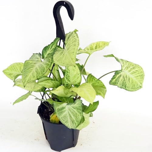 ロブスター 観葉植物」の人気商品一覧・価格比較 - 価格.com