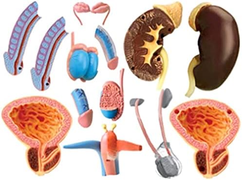 PROFESSIOONAL Study Model Educational Model 4D Human Anatomy Model Male Reproductive System Medical Anatomical Urinary System Organ Testicle Model for Physiology Biology