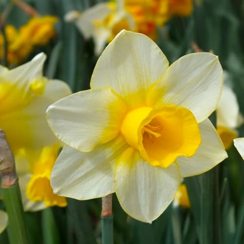 Bulbi di NARCISO | Bulbi provenienti dai migliori produttori Olandesi | Esclusiva selezione e controllo qualità | Fioritura garantita dal primo anno. (10 Narcisi giunchiglie GOLDEN ECHO)