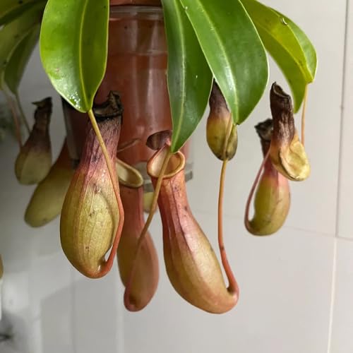 semi di nepenthes - decorazione appartamento perenni resistenti giardino roccioso 10pcs