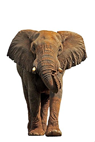Wallmonkeys WM206284 African Elephant Isolated on a White Background Peel and Stick Wall Decals (24  - //coolthings.us
