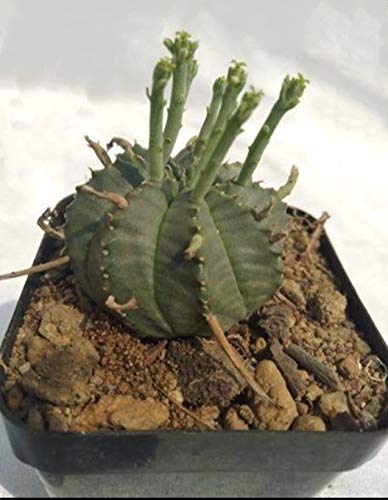 Euphorbia Meloformis Live Cactus Plant (B08NP8FP4M) Amazon Price History, Amazon Price Tracker