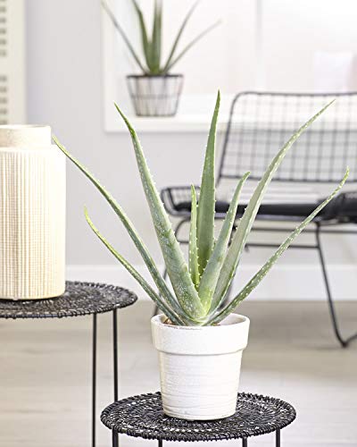 GardenersDream Aloe Vera Soothing Indoor Succulent House Plant In 12cm Pot