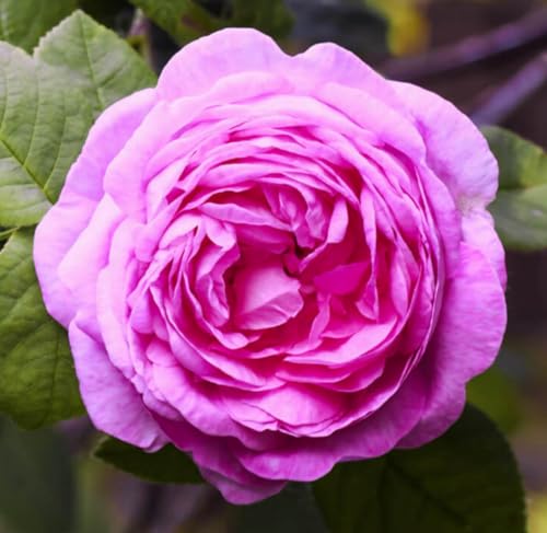 Aceite Esencial Rose de Mai, 1 mL, Orgánico y Puro miniatura 2