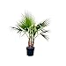 Produktbild Tropictrees - Washingtonia Robusta - Mexikanische Washingtoniapalme - Palme -130-150 cm - Multistamm - Immergrün