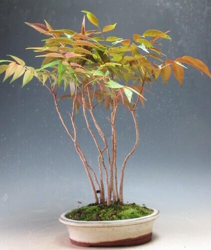 Amazon.co.jp: 盆栽 ハゼの寄せ植え盆栽（現品）（801575
