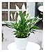 Produktbild BALDUR Garten Spathiphyllum, 1 Pflanze, Luftreinigende Zimmerpflanze, unterstützt das Raumklima, blühende Zimmerpflanze Einblatt, mehrjährig - frostfrei halten, Spathiphyllum wallisii