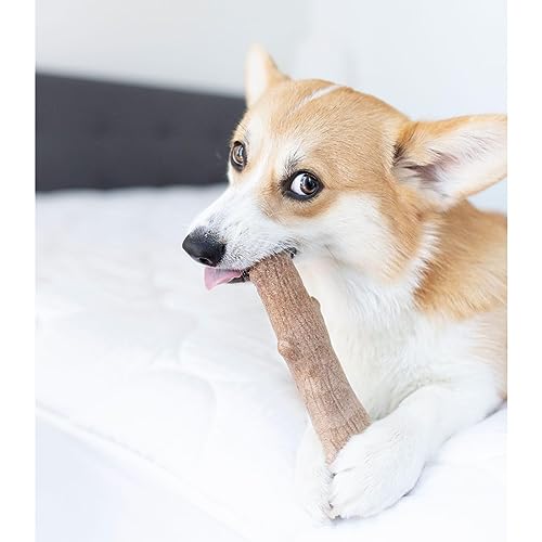 Petstages Hundekaustock - Mesquite Dogwood Hundeknochen - natürlicher Holzgeschmack - Langlebige Kaustange, Kauholz und Kaffeeholz Alternative, Mittel