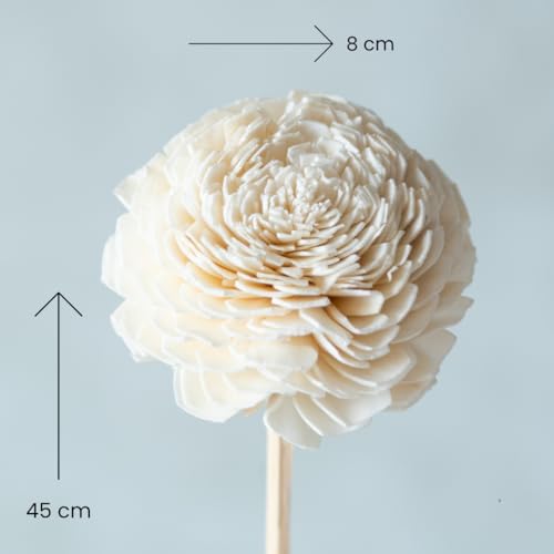 Image of White Sola Belly 8 cm On Stem (10 Sticks) | Natural Dried Flower | Eco-Friendly Flowers for Home, Office, Bedroom, Table Decoration and Craft Items Corner (Without Vase Pot)