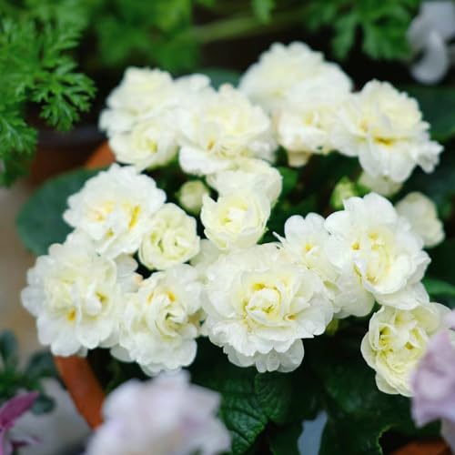 primule copertura del suolo decorazione ufficio letto elevato giardino giardino tagliato semi perenni perenni resistenti semi esotici 60pcs