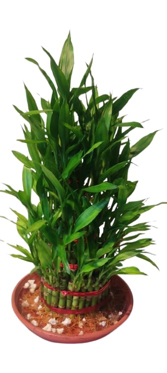 Live Lucky Bamboo Plant, Indoor Potted Dracaena Sanderiana, Green Stalks with Red Ties in Terra Cotta Planter, Fresh Natural Home Decor (2)