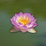 Live Aquatic Plant Nymphaea Queen of Siam Purple Tropical Water Lilies Tuber for Aquarium Freshwater Fish Pond by Greenpro
