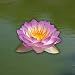 Live Aquatic Plant Nymphaea Queen of Siam Purple Tropical Water Lilies Tuber for Aquarium Freshwater Fish Pond by Greenpro