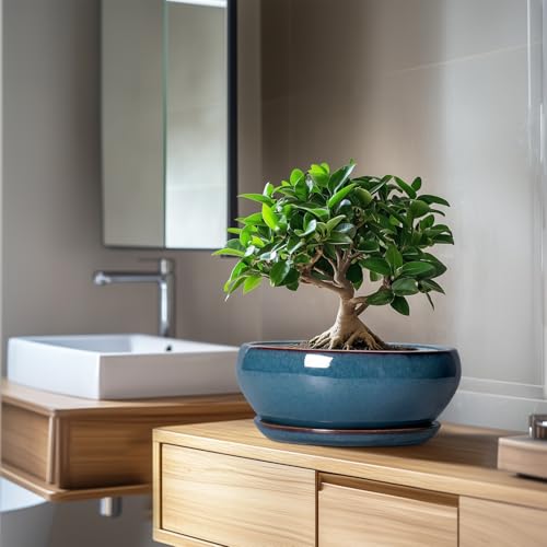 SQOWL Bonsai-Töpfe, 25,4 cm, große Keramik-Sukkulententöpfe, Flacher Übertopf mit Ablaufloch und Untersetzer… – Ansicht 5