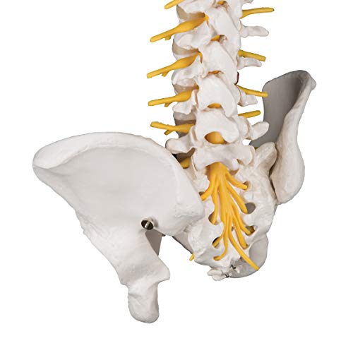 Image of 3B Scientific A58 /5 Deluxe Flexible Spine Model w / Brain Stem-Opened Sacrum - 3B Smart Anatomy