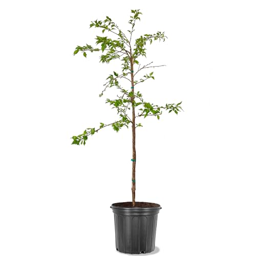 Cherry Fruiting Tree (Rainier Sweet, 7 gal.) (Due to Agricultural Laws, we Cannot Ship to CA, AZ, AK, or HI)