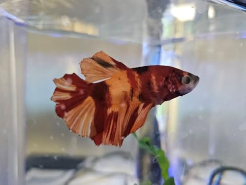 Generic 1 Male Fancy Koi Plakat Betta Live Fish VIP Grade A+