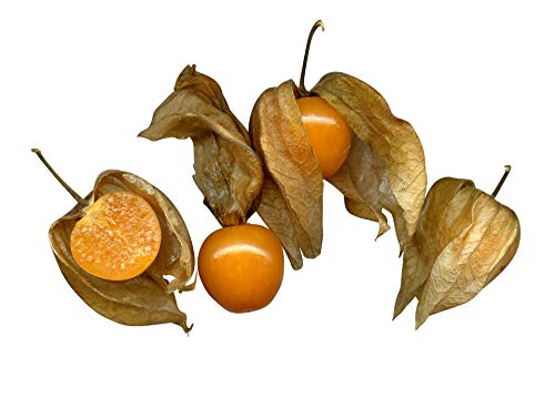 100 Semillas -Physalis peruviana- By Samenchilishop