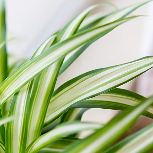 PERFECT PLANTS Spider Plant Hanging Basket 8 Inch | Live Houseplant for Indoor Growing | Easy to Care for & Keep Alive | Beautiful Green & White Variegated Leaves