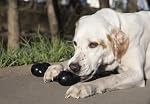 KONG Extreme Goodie BoneTM - Os de chien en caoutchouc durable pour les mangeoires de puissance, noir - Pour chiens moyens