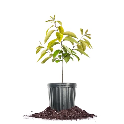 Perfect Plants American Persimmon Tree 1 Gallon | Live Fruit Tree for Gardening | Native Sweet Edible Fruits