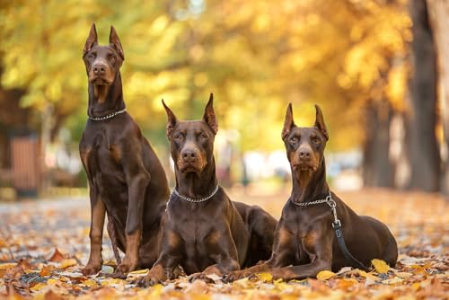 Chaîne étrangleur pour chien premium en acier inoxydable robuste - 4