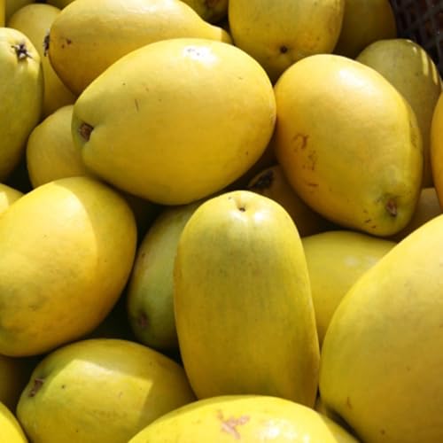 本かりん ２キロ ご家庭用 訳あり 国産 ※マルメロではございません。かりん酒やシロップなどの加工におすすめです！のサムネイル