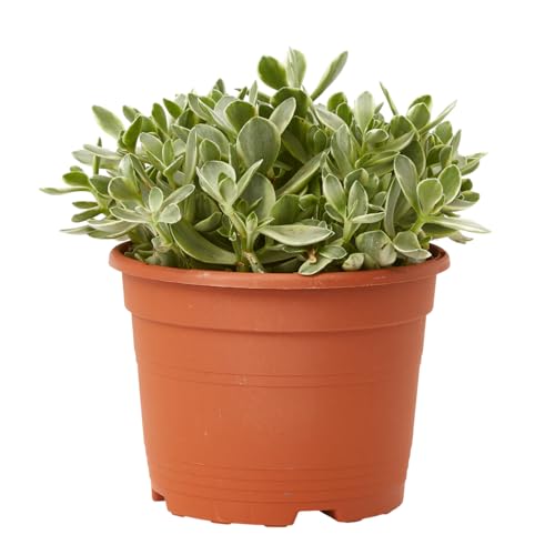 Verdecora Crasa en Maceta 3L | Variedad Aleatoria | Planta Natural Resistente y Decorativa | Ideal para Principiantes